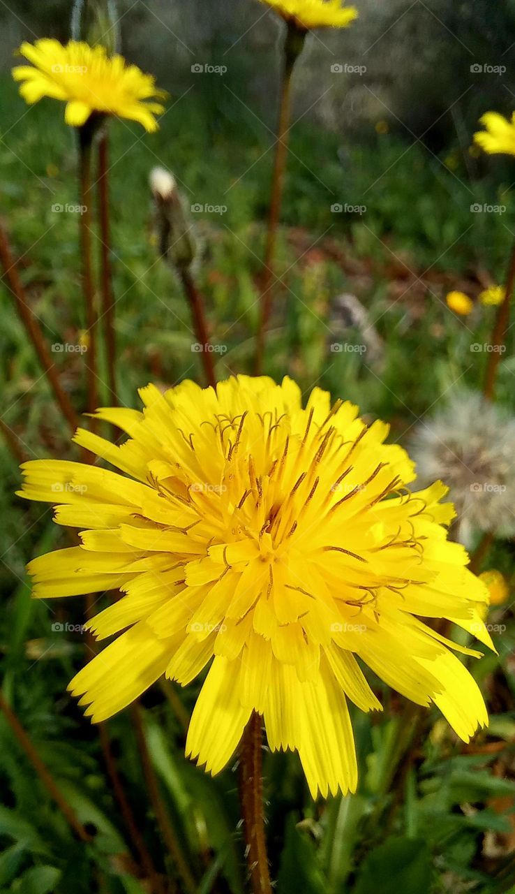 Yellow flowers