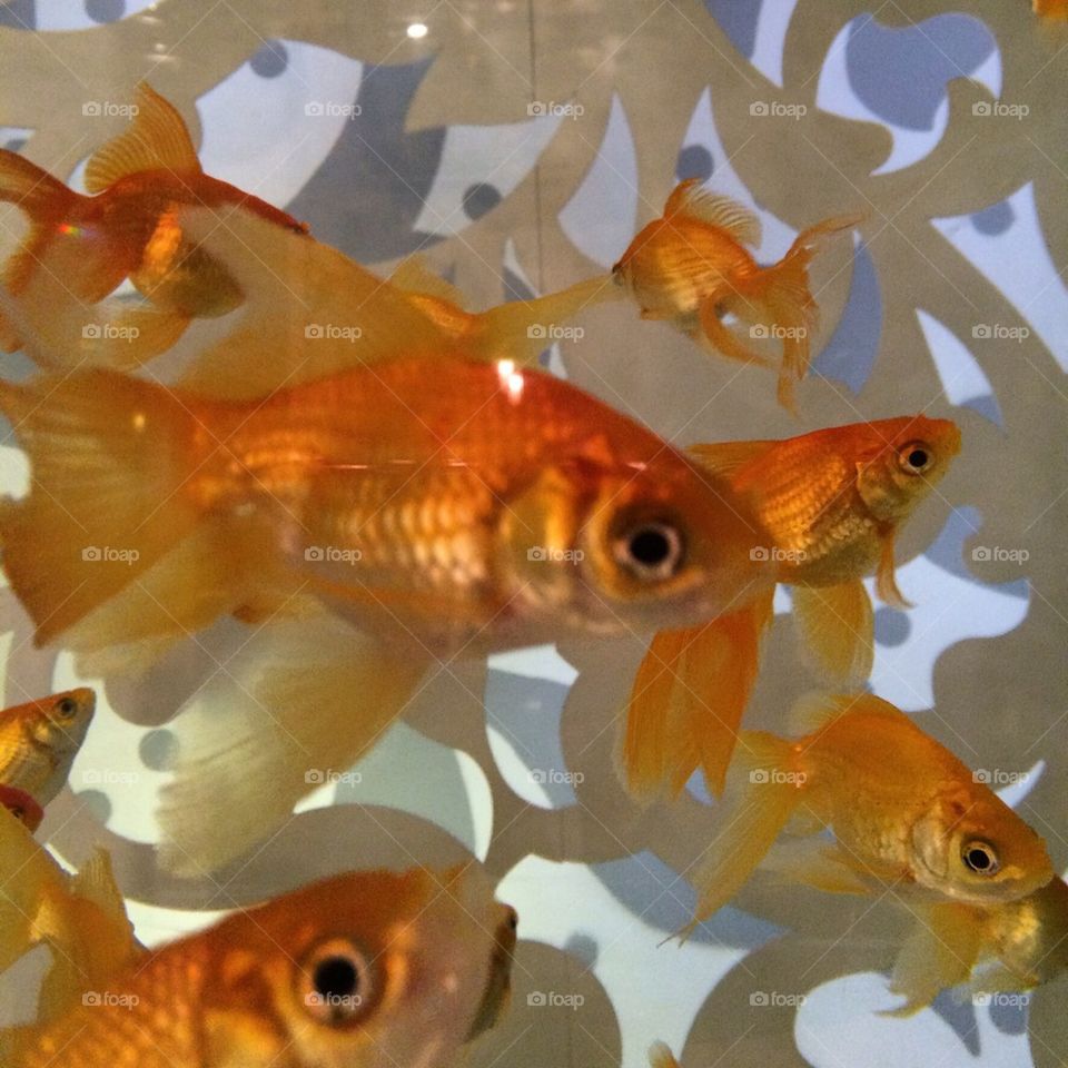 Magic Fishie goldfish