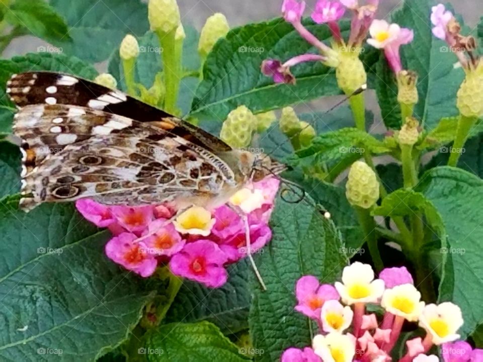 Taking time to enjoy this beautiful moth. It is relaxing to take time to enjoy the beauty that is all around us.