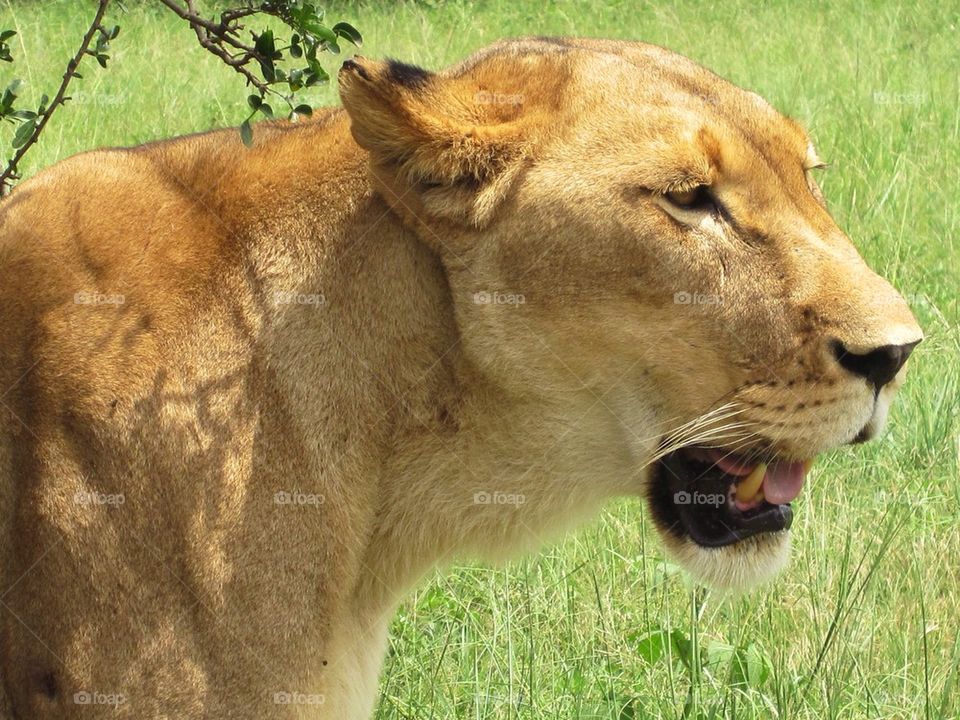 Hanging in the savanna