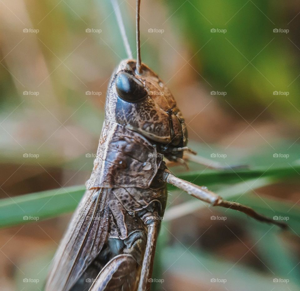 Photo of locusts in a Ukrainian field