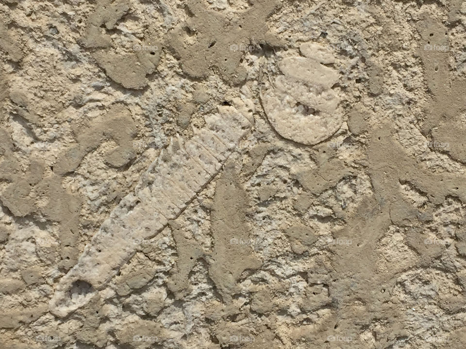 Fossil 