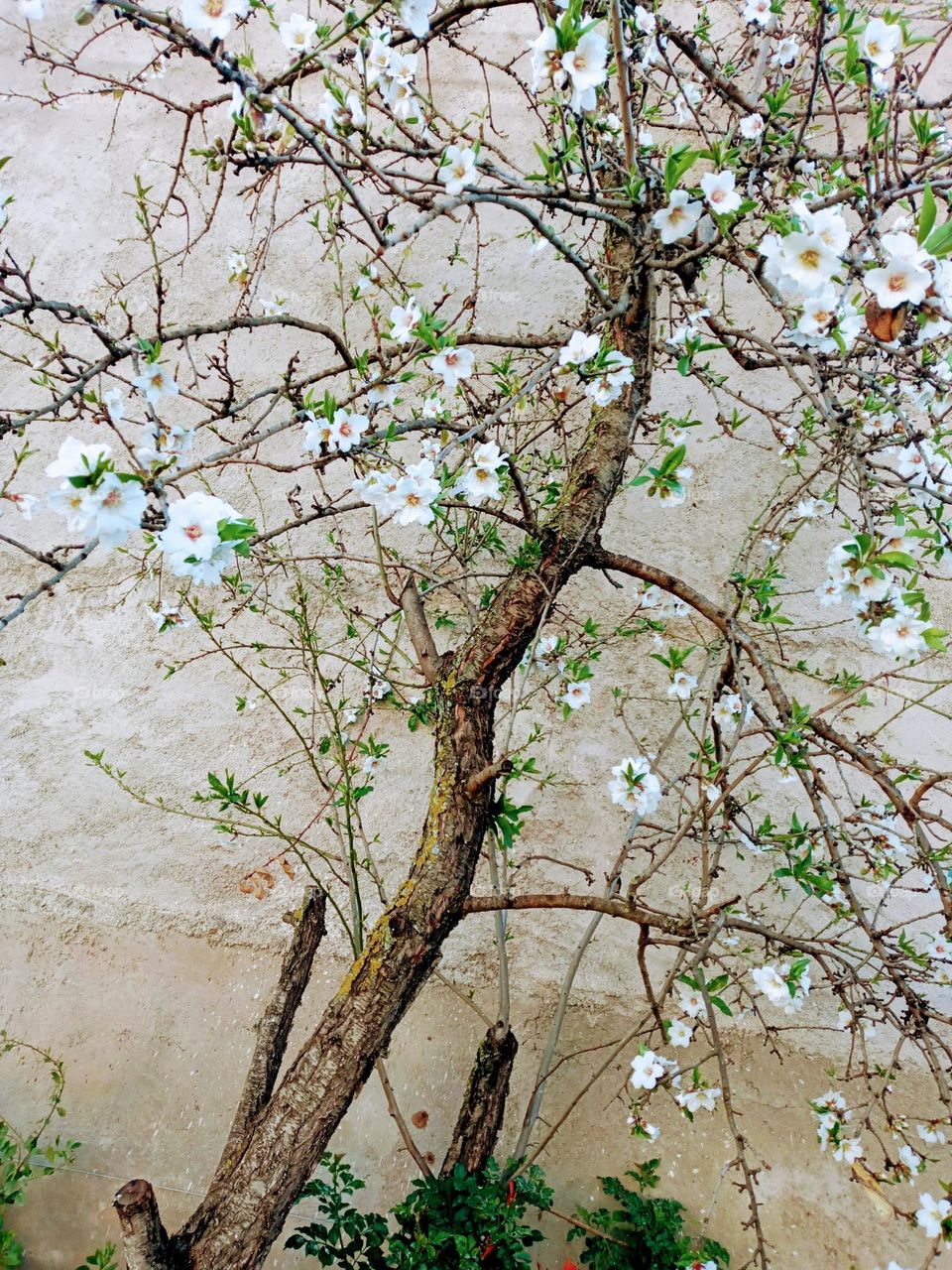 Florissant ammand trees