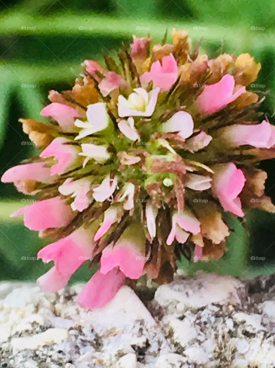 Fiore 