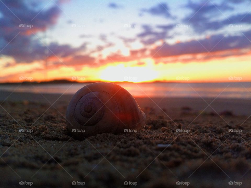 Sunrise snail