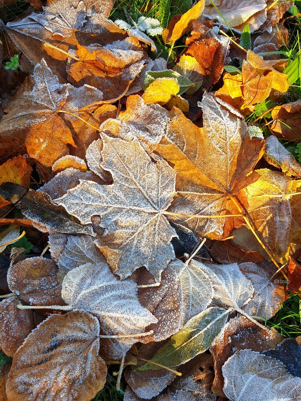 Battle: Summer vs. Fall