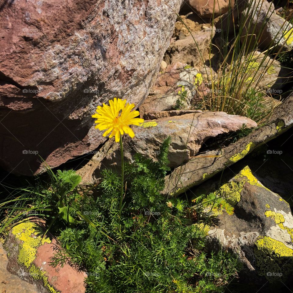 Spring flowers and stones 
