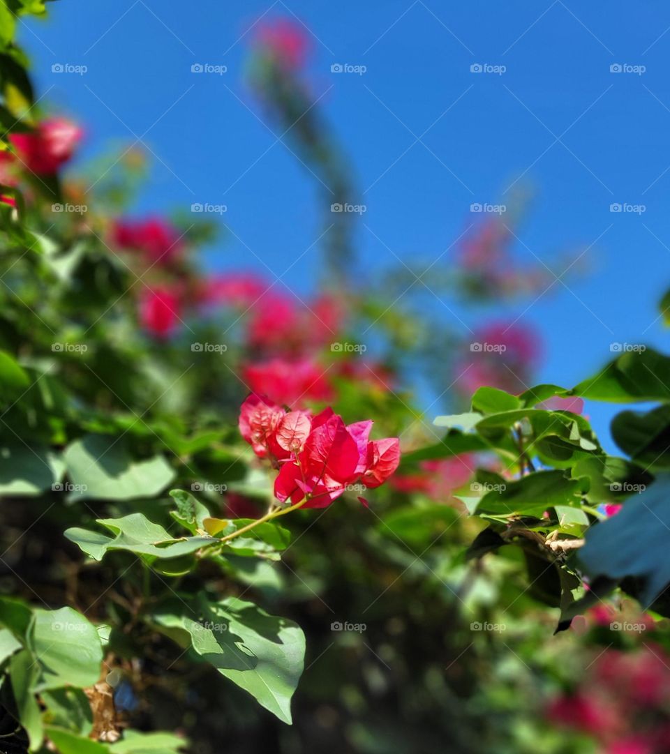 complementary colors