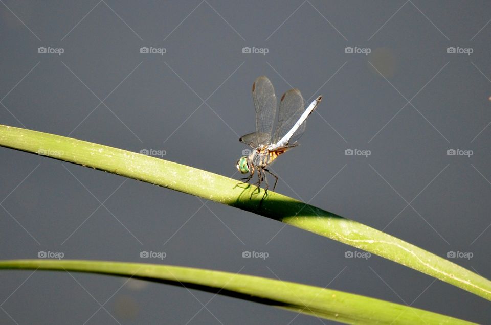 Dragon Fly. dragonfly on a stem