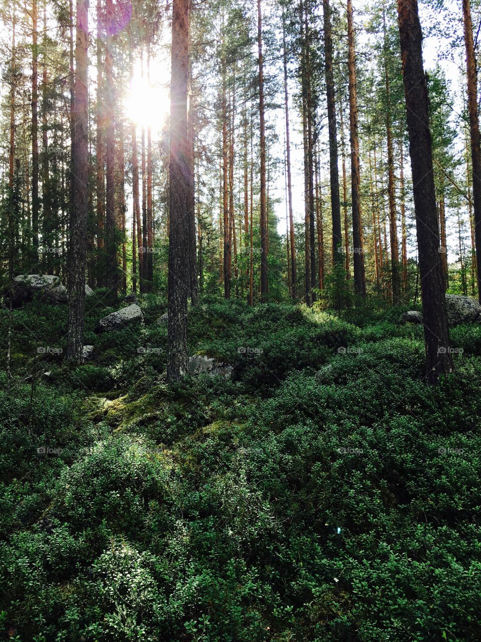 No Person, Wood, Nature, Landscape, Tree