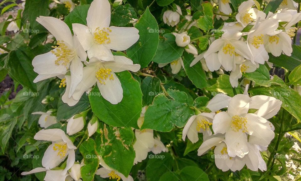 Jasmine blooms with large white flowers. Garden.