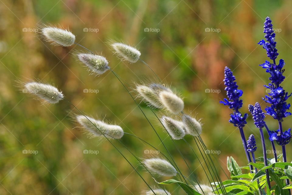 Close-up of flowers