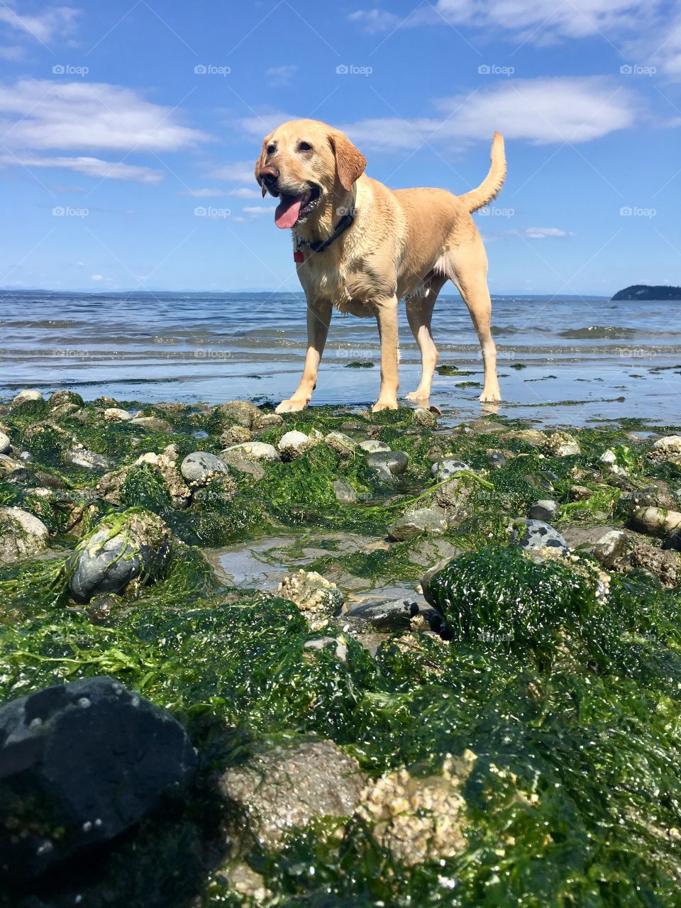 Yellow lab in water
