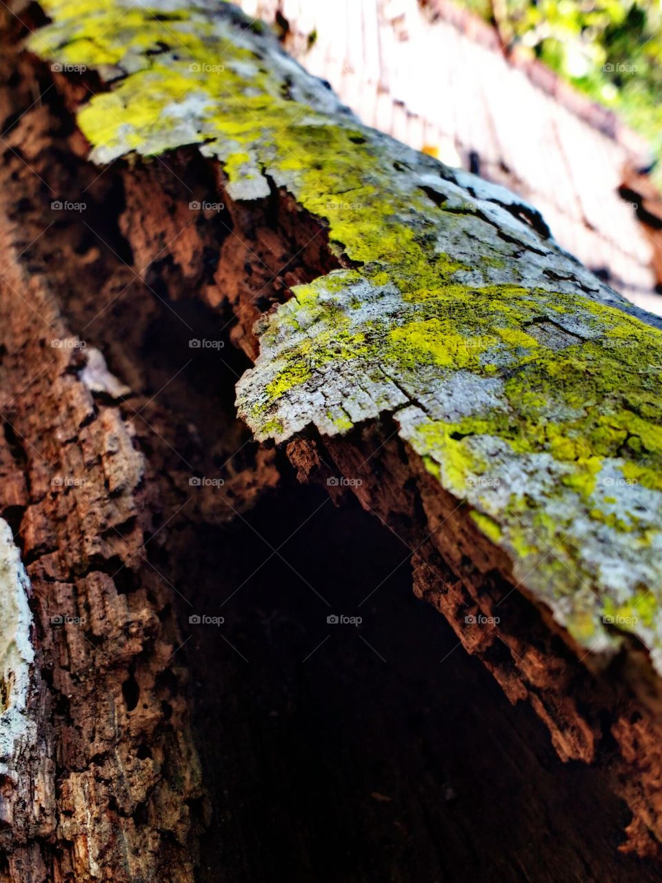 wood decay