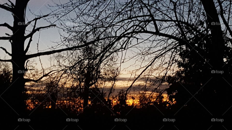 sunrise thru the trees