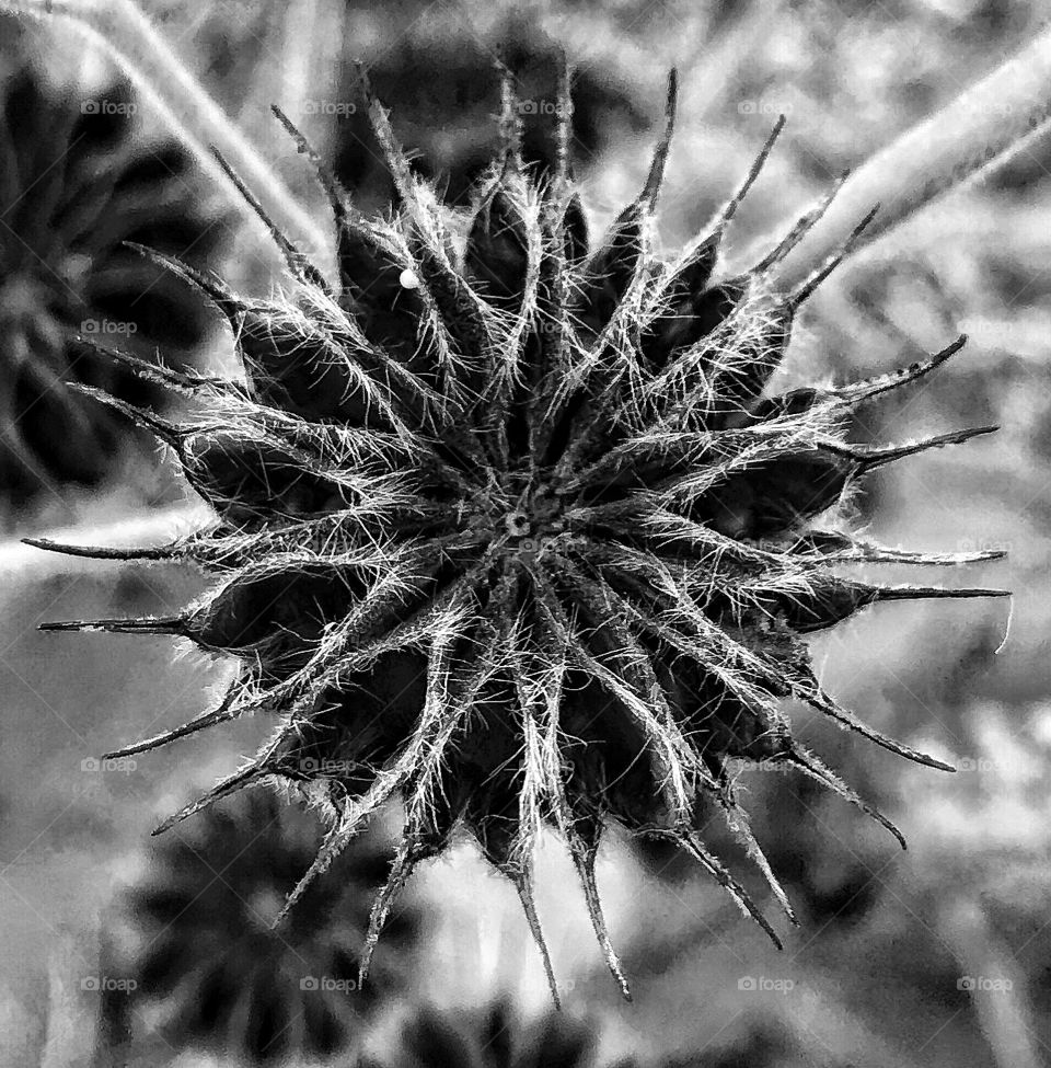 Black and white photo of an interesting-looking plant—taken in Dyer, Indiana 