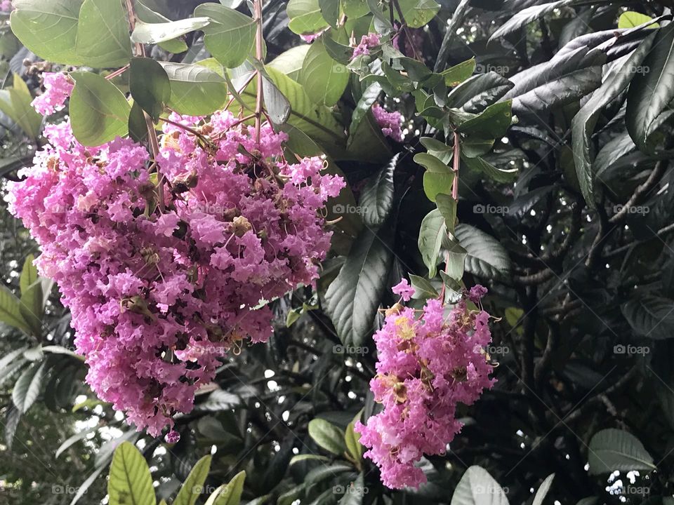 Purple Crepe Myrtle Tree Flower