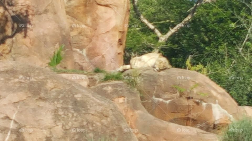 A lioness rests comfortably on the rocks at Animal Kingdom at the Walt Disney World Resort in Orlando, Florida.