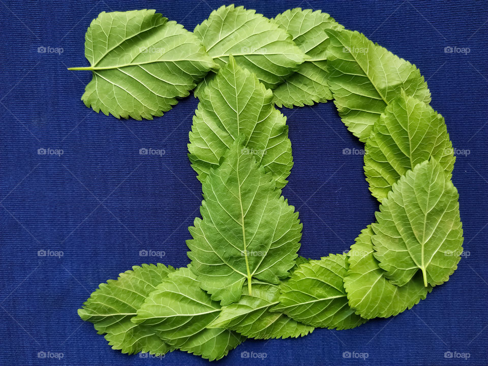 Letter D alphabet made with mulberry Tree Green leaf over blue background