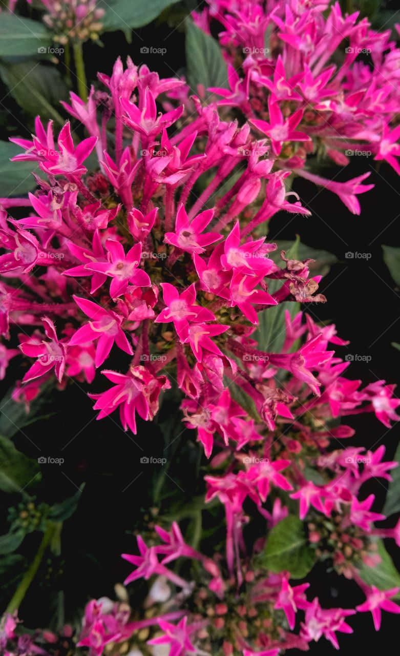 Bunches of pink flower