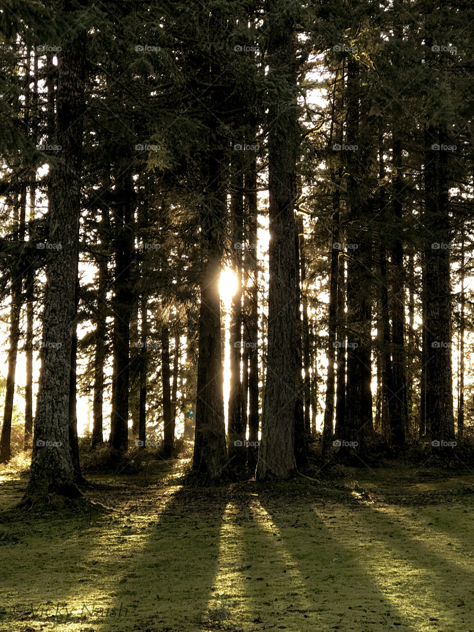 Golden hour photo of the setting sun shining through the trees showing off the beautiful texture of the branches & throwing beautiful long shadows of the trunks on the winter still green grass. 