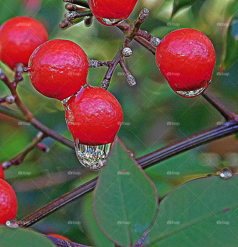 Holly berries hanging from their stems as the morning rain attaches itself to the bright and radiant red berries