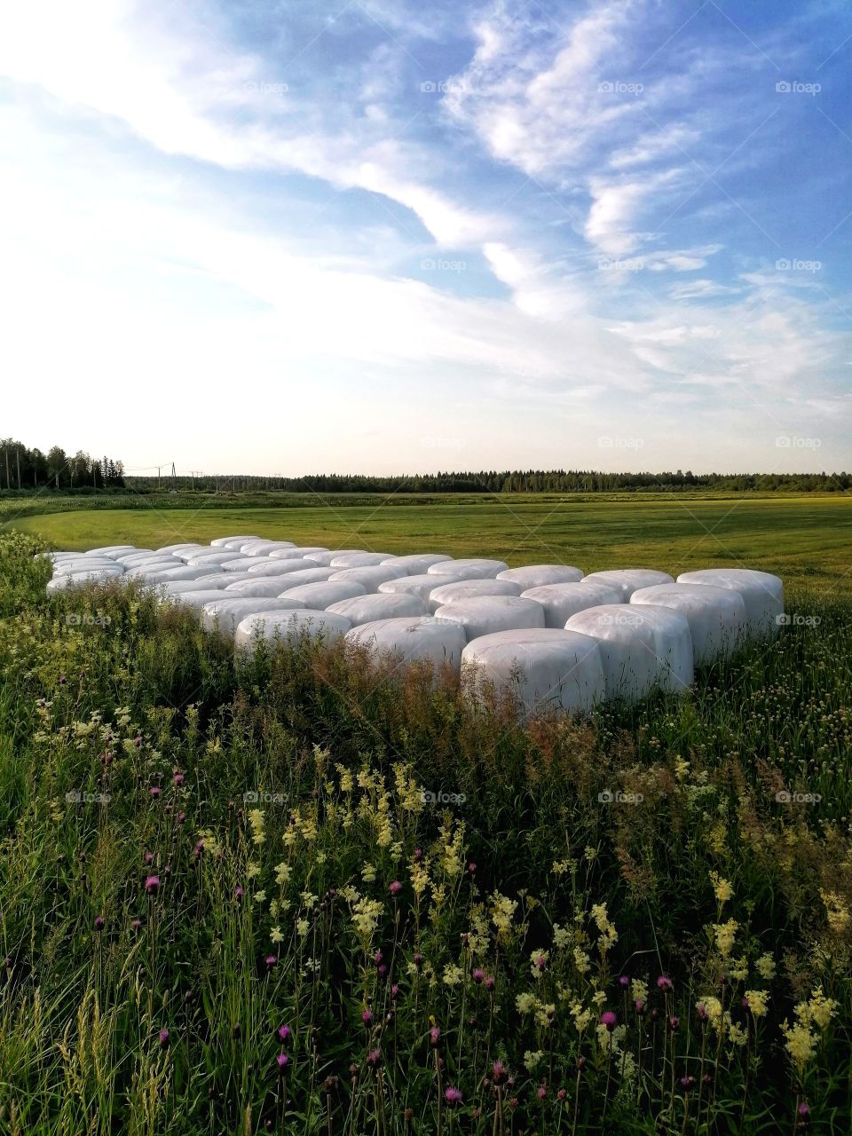 Feed bales in the countryside, Finland.