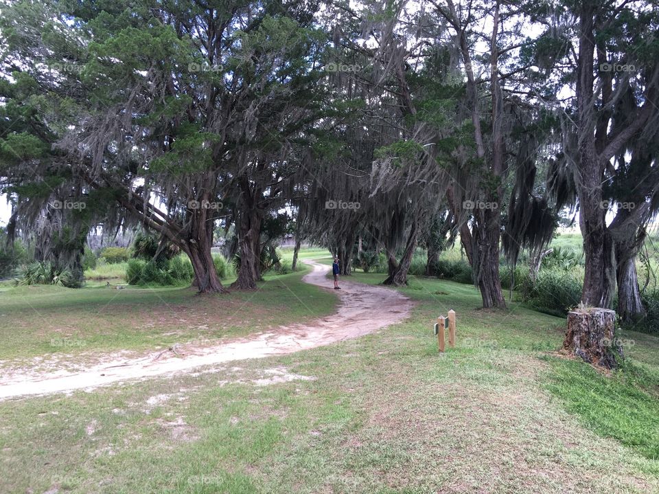 Path through the trees.