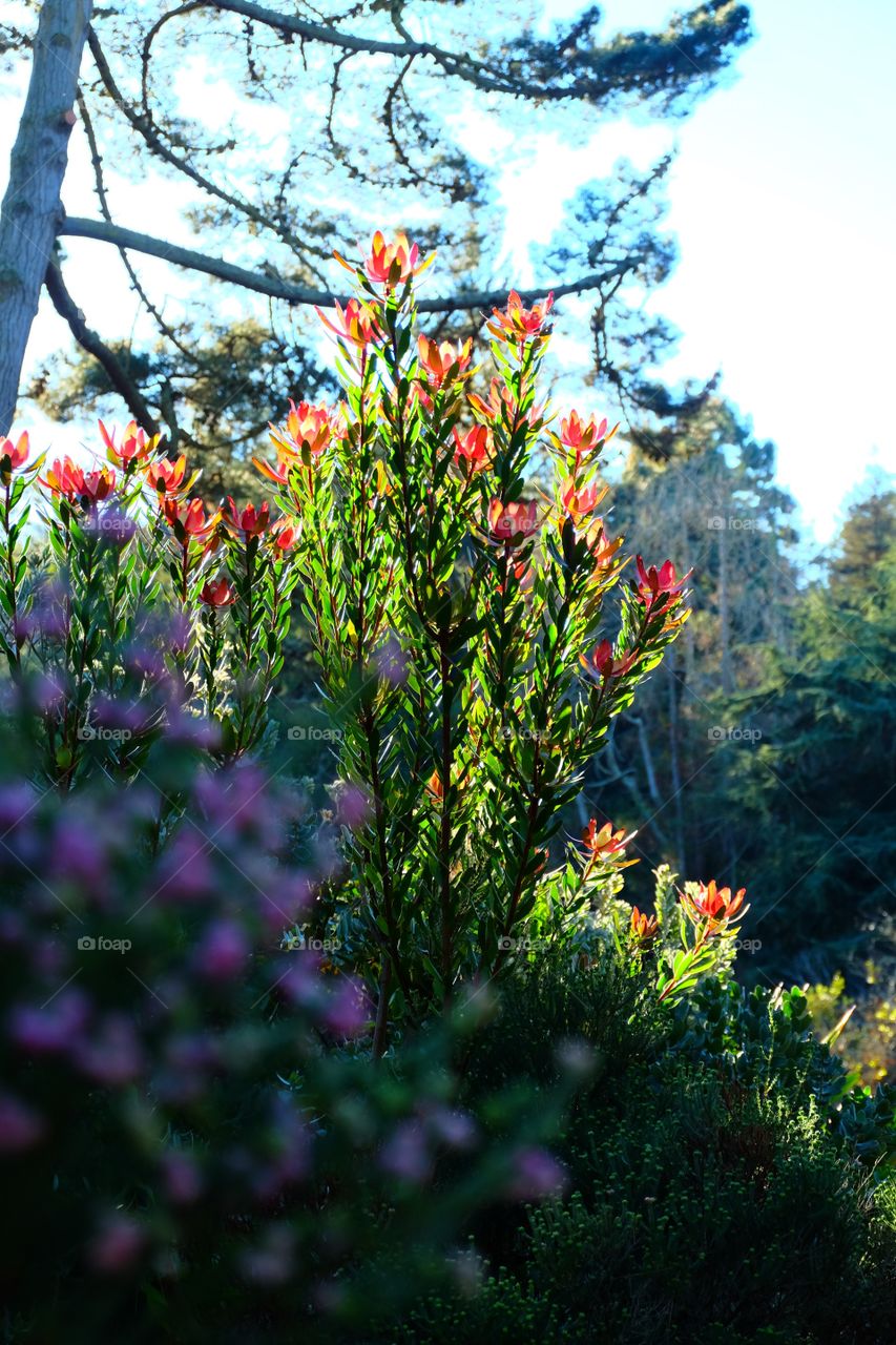 Bush of Red Gem