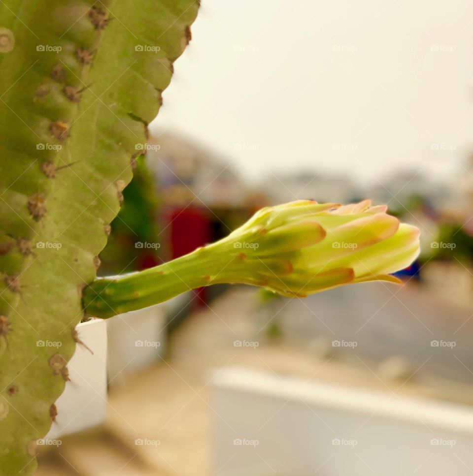 Cactus flower 