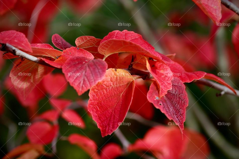 Beautiful red autumn leaves