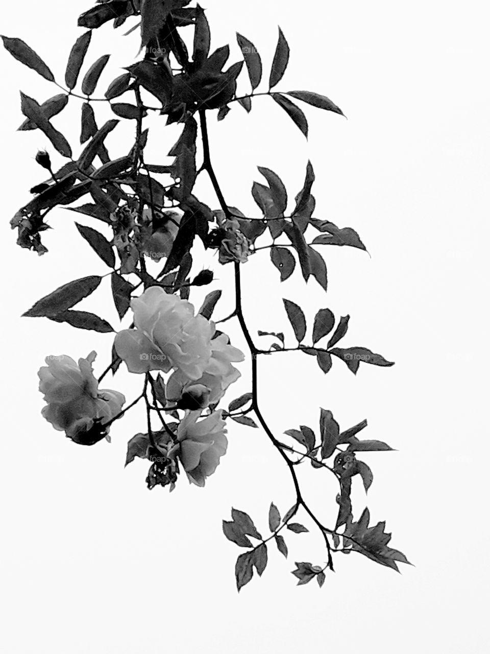 autumn garden - bouquet of creeper roses B&W photo