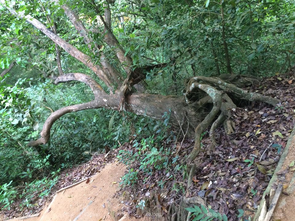 Fallen tree