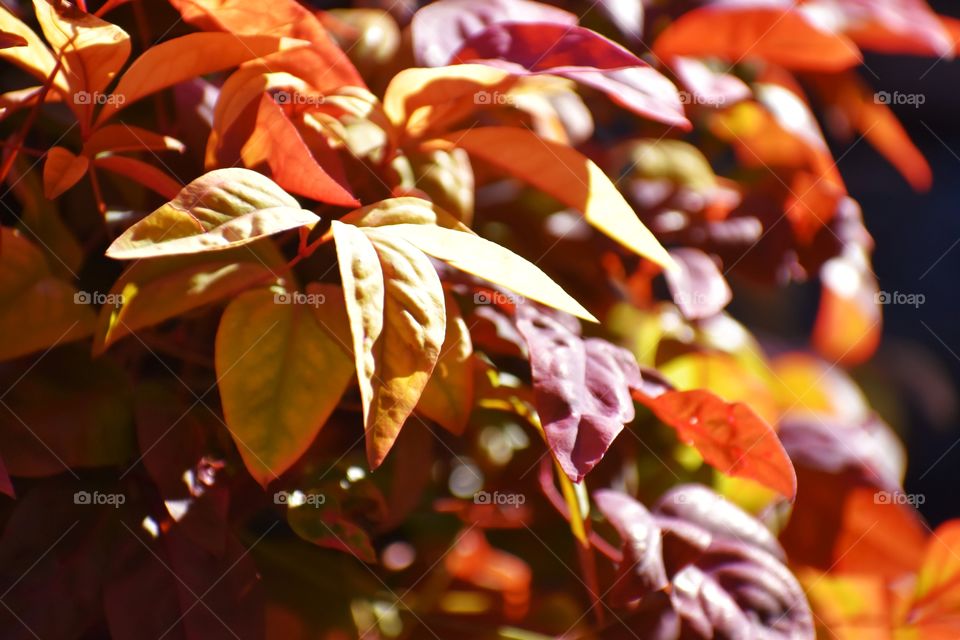brightly colored Autumn leaves