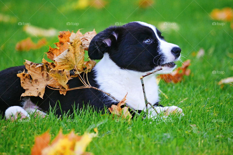 Dog, Grass, Canine, Animal, Cute