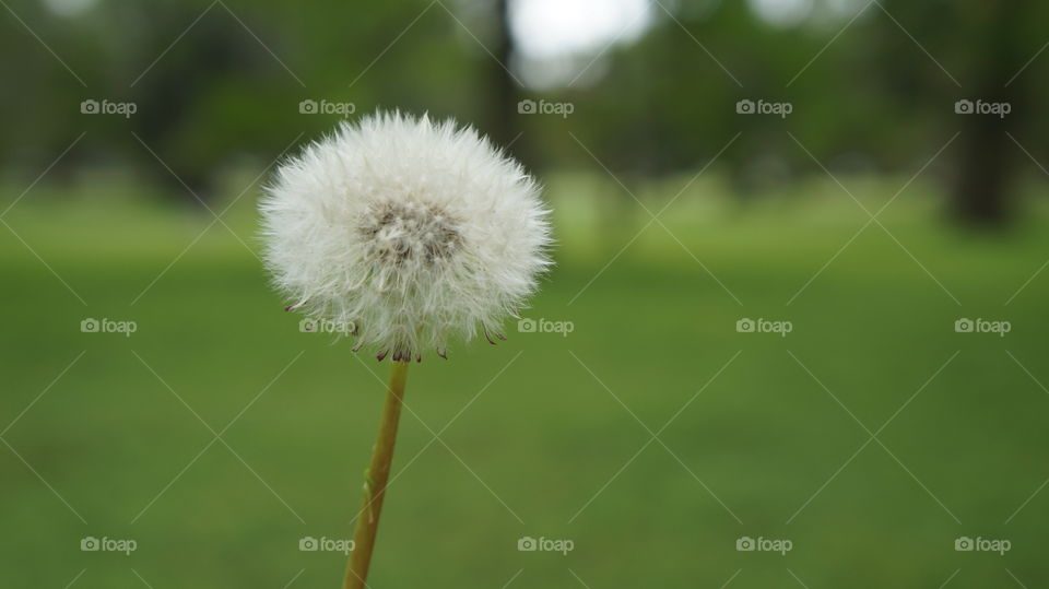 Close-up of dandelion flower