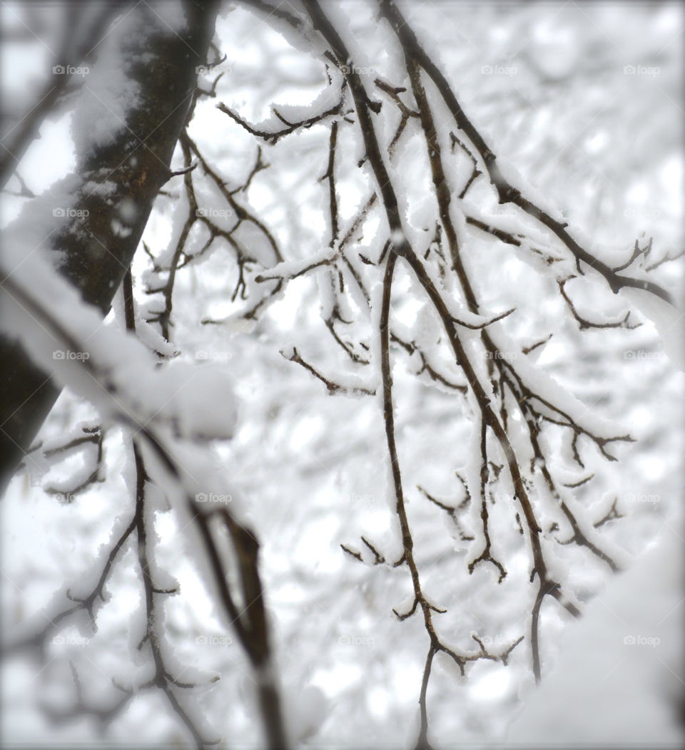 Tree snow