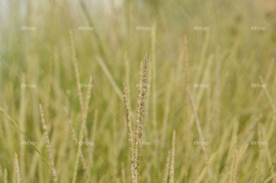 Grass