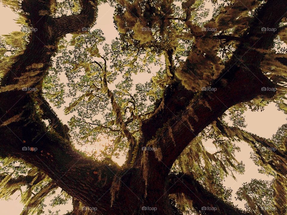 Old live Oak Tree 