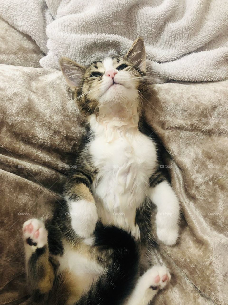 Kitty having a lay down 😂