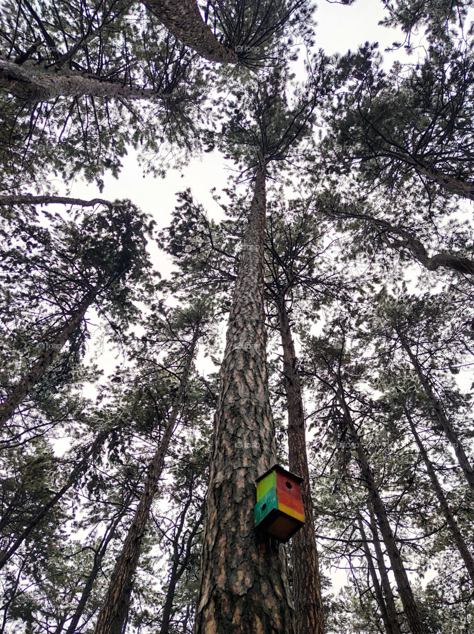 Bird house in the forest