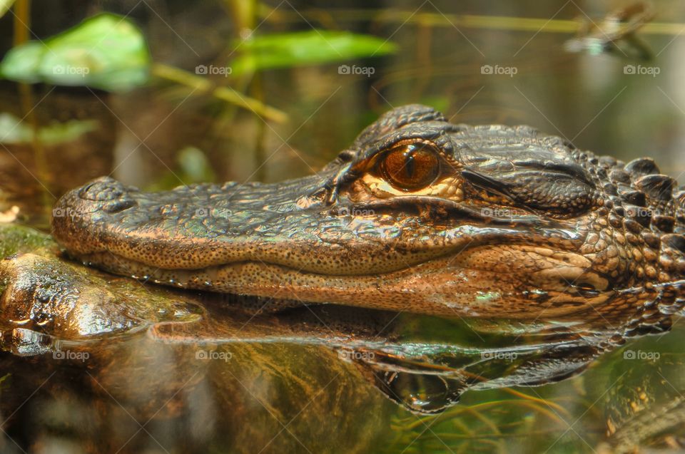 alligator