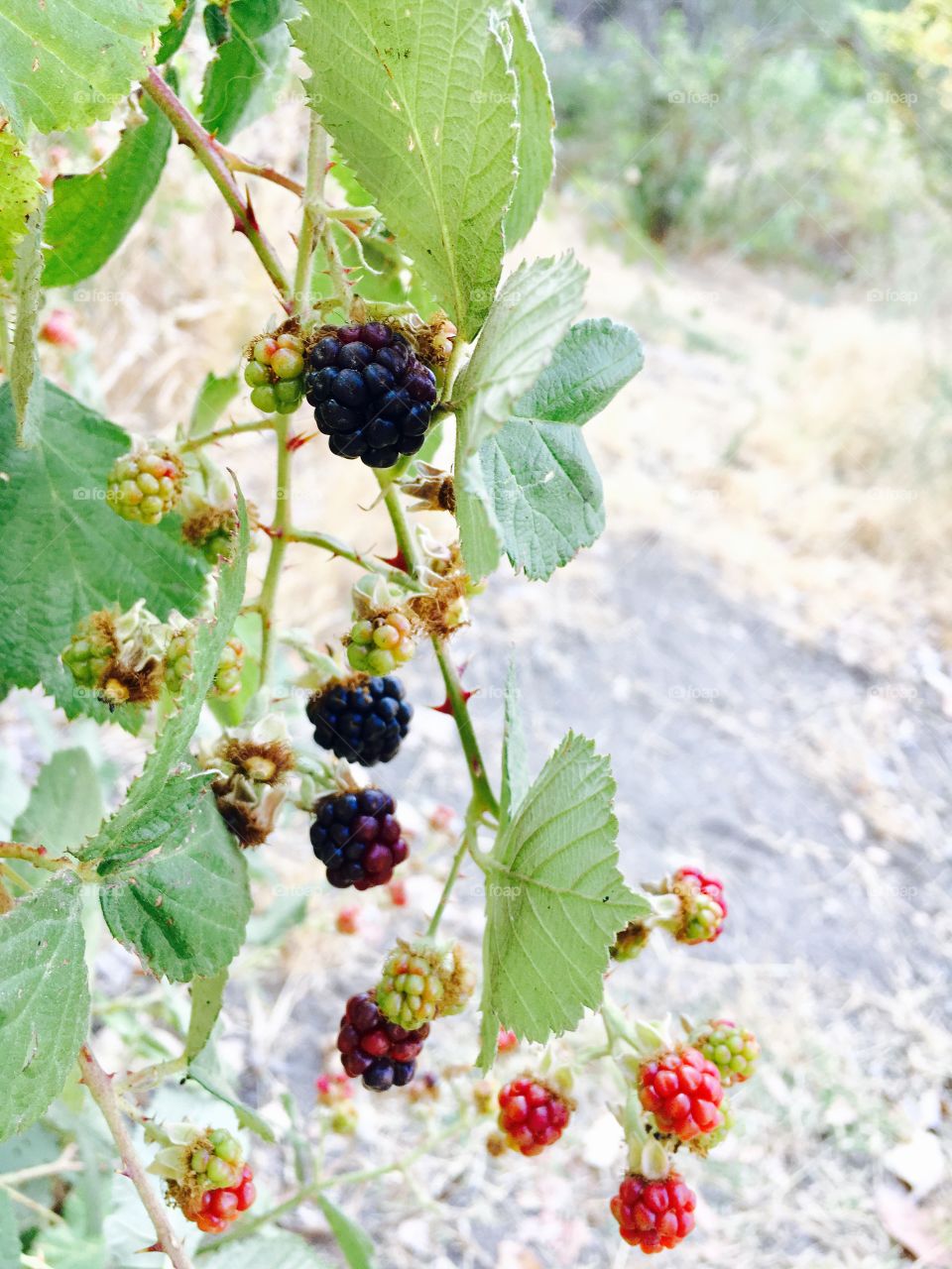 Yummy blackberries ! 