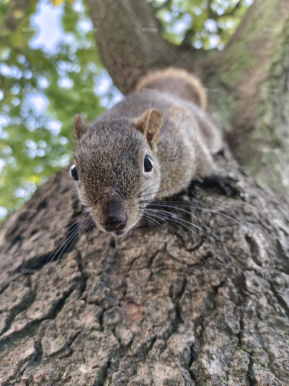 Red-bellied Squirrel