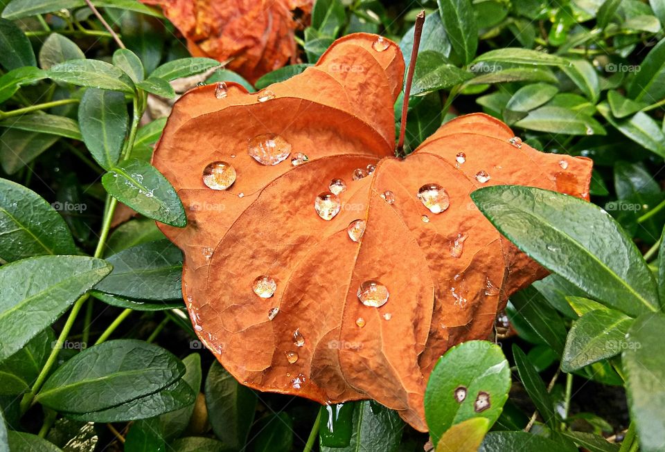 water drops on a leaf