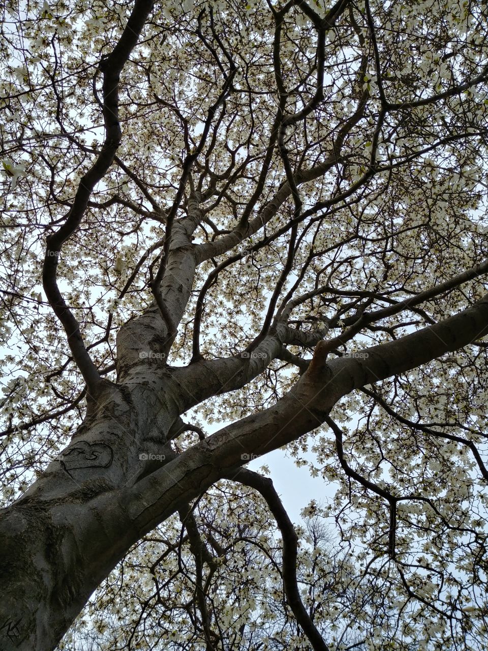 blooming tree in the park