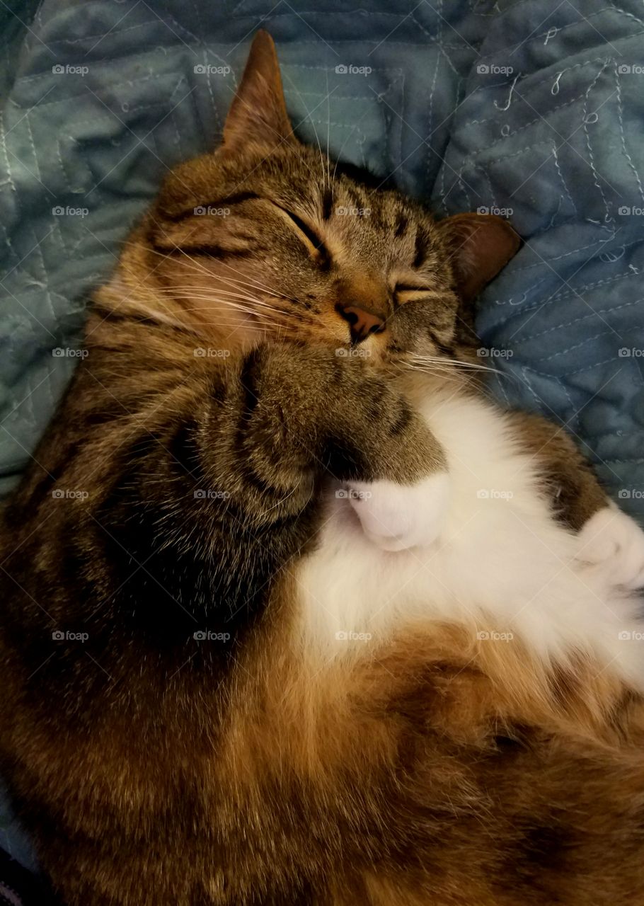 Fat cat, happy cat, sleepy cat