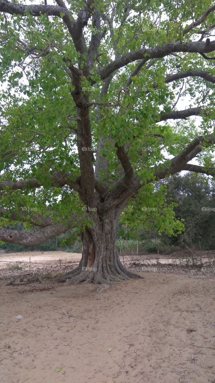 75 years tree