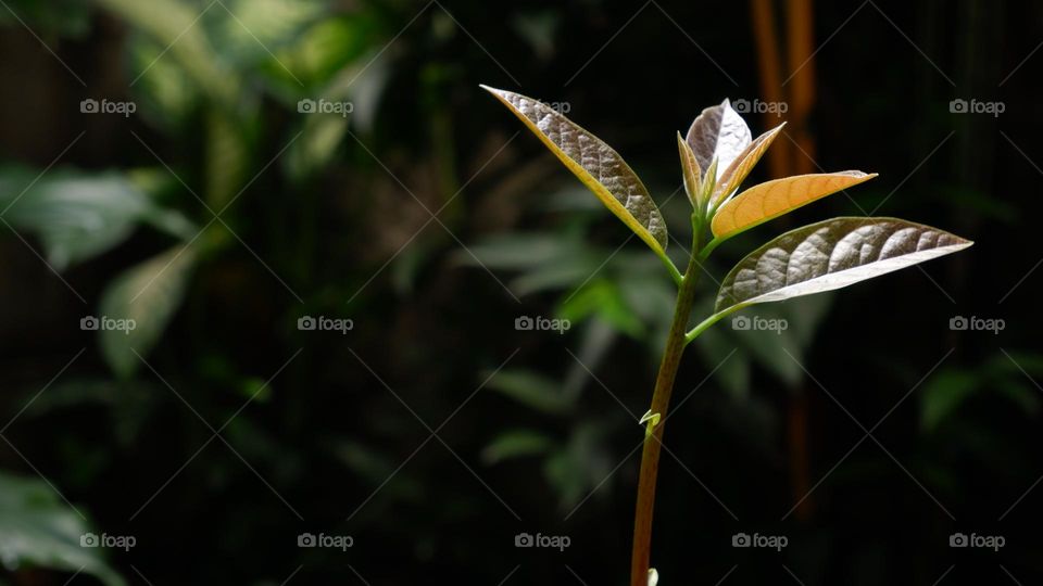 The avocado is a medium-sized evergreen tree in the laurel family. It is native to America and was first domesticated by Mesoamerican tribes more than 5,000 years ago