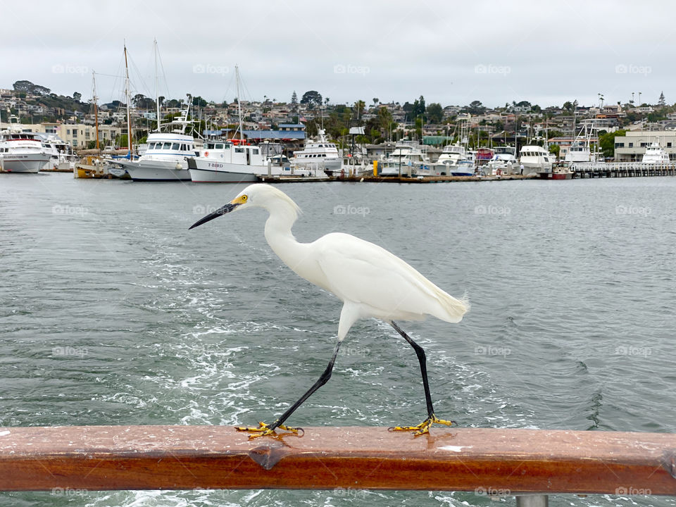 Egret walking on a fishing boat 